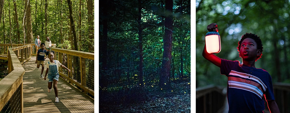 family walking in Congaree National Park, fireflies emerging at night, little boy holding red lantern to see the fireflies