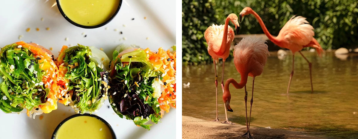 food from the Good Life Cafe, flamingos at Riverbanks Zoo and Gardens
