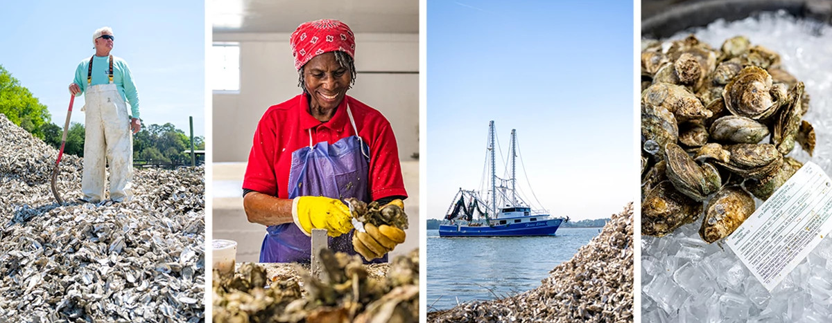different stages of oysters being harvested