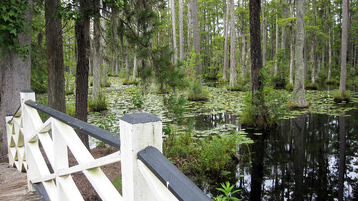 Cypress Gardens walk