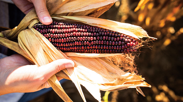 ear of Jimmy Red corn 